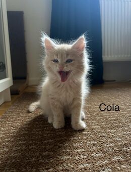 1 Maine Coon x Sibirische Waldkatze Kitten suchen ein Zuhause - Blankenheim (Nordrhein-Westfalen)