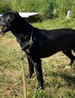 Loco sucht seine Menschen - Nordwalde