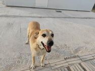 Lili, sucht ein wundervolles Zuhause - Geilenkirchen