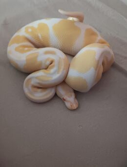 Königspython weiblich 2 Tiere - Telgte Zentrum