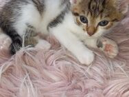 Katzenbabys weiblich 2× Kater 1× - Ortenburg