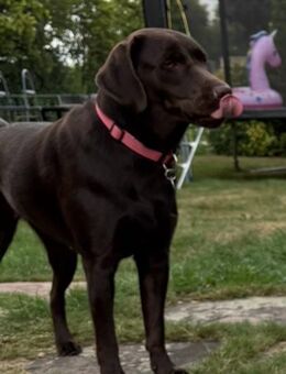 Labrador Hündin 1 Jahr - Weeze
