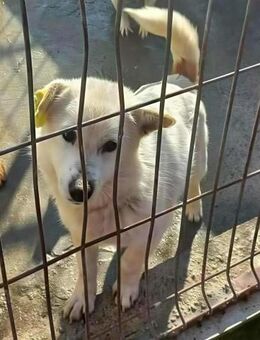 KJELL ♥ Gerettet aus Tötung Slatina - Uetze