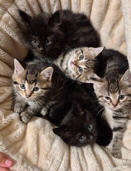 😻 BKH-Mix Kitten – 8 Wochen alt – stubenrein & entwurmt 🐾 - Itzehoe