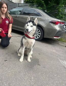 🌬️ Aktive Husky-Hündin Ube sucht dich - Eislingen (Fils)
