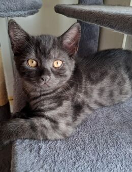 🐾 Süßes Britisch Kurzhaar Mix Kitten sucht ein Zuhause bei liebevollen Menschen 🐾 - Siegbach