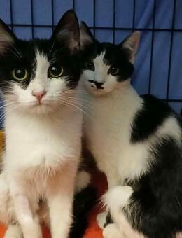 🐈💕Zarte Schwestern Lola & Luna💕🐈 - Eislingen (Fils)