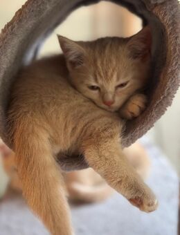 Kitten BKH - Braunschweig