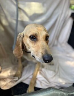 Mailo - sanfter lieber Sehugio - Würzburg