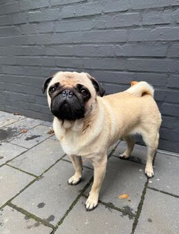 Mops-Hündin sucht neues Zuhause - Hamburg