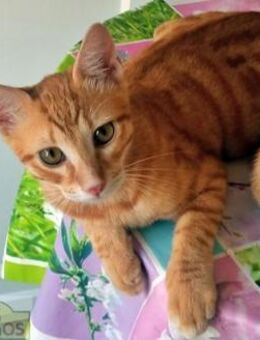 Rubio - süßer Katzenjunge sucht Zuhause - Bad Camberg