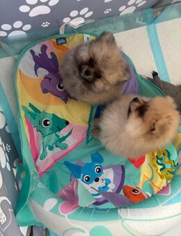 Pomeranian zwergspitz Welpen - Goch