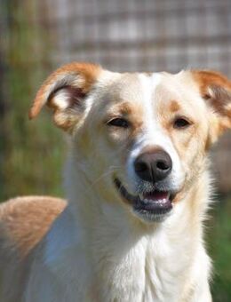 Rosicia 💚💚💚 sucht Sicherheit - Herxheim (Landau)