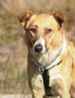 Elsa - elegante Schönheit ❤️ - Salzwedel (Hansestadt) Zentrum