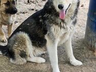 Aktives Zuhause für Husky Hündin Maya - Leonberg (Baden-Württemberg)