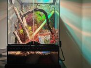Himmelblauer Zwergtaggecko Lygodactylus williamsi mit Terrarium Exo Terra - Strehla