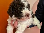 3 Wunderschöne Lagotto Romagnolo Welpen - Allschwil