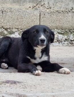 RAGNA - geb. ca. 09/2021 - Mischling - Schönaich