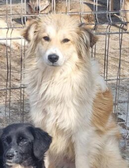 Hübscher SAM sucht erf. Hundemenschen - Neuberg