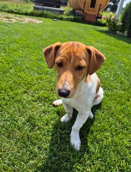 Jack Russel Milo - Leiblfing