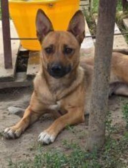 Tabs sucht ihre Familie - Kallmünz