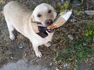 Labrador Ella sucht ein Zuhause! - Mannheim