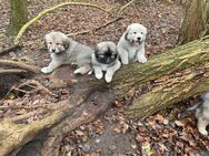 Leonberger-Pyrenäenberghund-Welpen - Westerholt