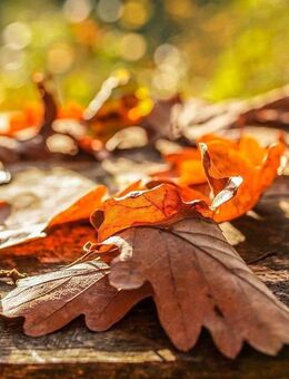 Nutzen Sie die Herbsttage & planen Sie Ihr neues Zuhause zum wohlfühlen - Castrop-Rauxel