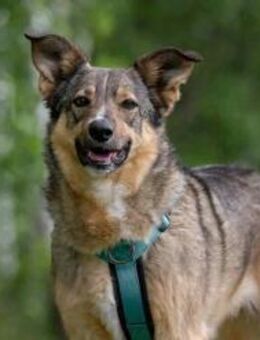 Freundliche Najda sucht ihre Menschen - Duisburg