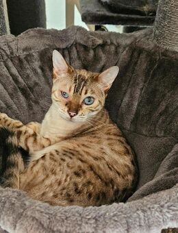 Snow Bengal Katze Mila 9 Jahre - Höxter