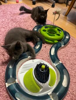 BKH x Ragdoll Kitten dürfen ausziehen - Nützen