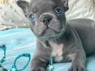 Achtung Achtung Sehr schön Französische Bulldogge Welpen mit Nase in schönen Farben - Hannover Mitte