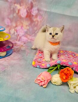 Zauberhafter BKH Kätzchen, suchen liebevolles Zuhause. Komplet geimpft - Coburg