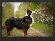 Australian Shepherd Rüde - Osterrönfeld
