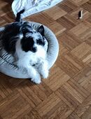 Chinesischer Schopfhund Powderpuff. in 86956