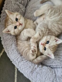 Reinrassige bhk kitten abzugeben - Ahaus