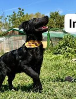 Inky sucht ein Zuhause - Linden (Hessen)