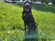 Shar Pei Mix Mädchen Sora - Lüdenscheid