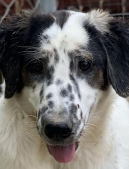 Lime, geb. ca. 02/2023, Griechenland - Euskirchen