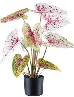 Kunstblume Caladium, Creativ green, Höhe 55 cm, mit außergewöhnlicher Farbgebung