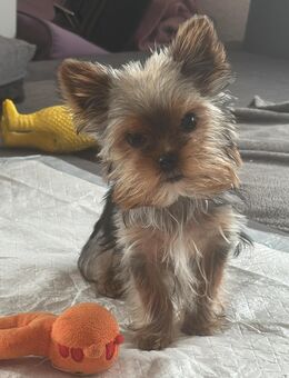 Yorkshire Terrier Rüde PABLO - Leverkusen