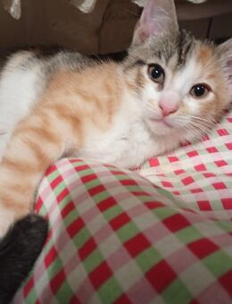 Hauskatze dreifarbig Glückskatze sucht ein neues Zuhause - Bleckede