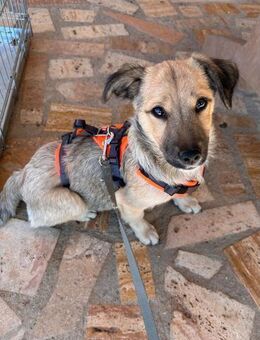 kleine Cleo (30cm), 4 Monate jung, sucht - Köln