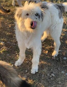 Wuschelprinzessin Ducky sucht dich - Celle