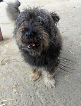 Morla sucht ein liebevolles Zuhause - Blankenheim (Nordrhein-Westfalen)