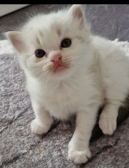 Ragdoll kitten mit Stammbaum - Selmsdorf