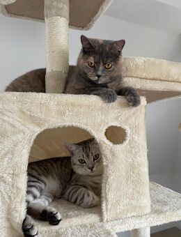 🐾 Zwei BKH-Katzen suchen ein liebevolles Zuhause 🐾 - Herborn (Hessen)