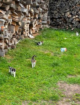 Junge Katzen und Kater - Großröhrsdorf