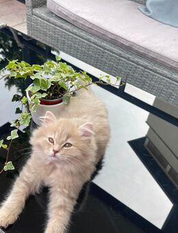 Kitten babys - Rüsselsheim