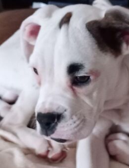 Reinrassige Boxer Welpen Abgabebereit - Essen